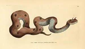 Viper Prints: Saharan or desert horned viper, Cerastes cerastes