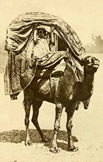 Sahara Collection: Saharan woman on a camel, Algeria, North Africa