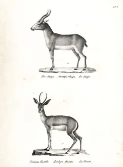 Gazelle Prints: Saiga antelope (critically endangered) and Dorcas gazelle