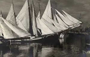 Boast Prints: Sails drying - Arab Dhows in the harbour at Beirut, Lebanon
