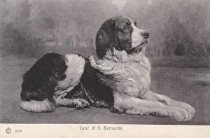 Saint Bernard Dog