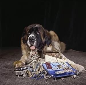Images Dated 27th January 2017: Saint Bernard dog with a pile of jewellery