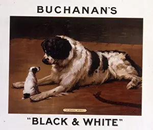 Saint Bernard dog with puppy, Buchanans Whisky