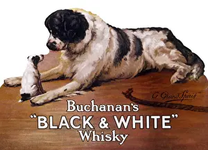 Saint Bernard dog with puppy, Buchanans Whisky