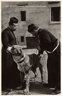 Images Dated 10th November 2016: A Saint Bernard rescue dog with two priests, Switzerland