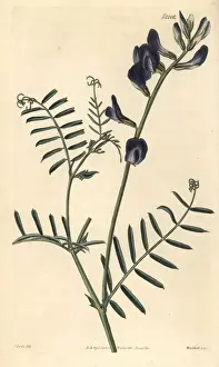 Vetch Prints: Saint-foin vetch, Vicia onobrychioides
