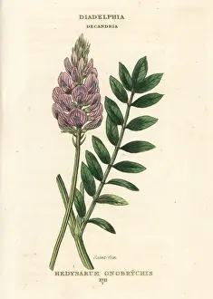 Saintfoin, Onobrychis viciifolia