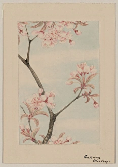 Sakura cherry