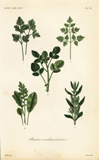 Steel Gallery: Salad herbs, plantes condimentaires pour salades