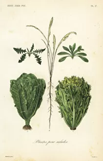 Reveil Collection: Salad plants, plantes pour salades