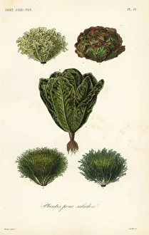 Steel Gallery: Salad vegetables, plantes pour salades