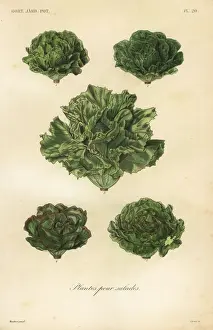 Salad vegetables, plantes pour salades
