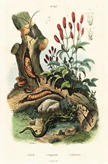 Herpetology Prints: Salamander, beetle and great burnet