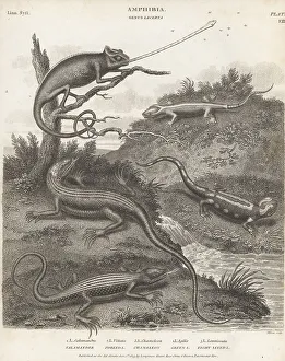 1813 Prints: Salamander, chamaeleon and other lizards
