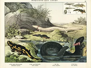 Schubert Gallery: Salamander, newt, olm and siren