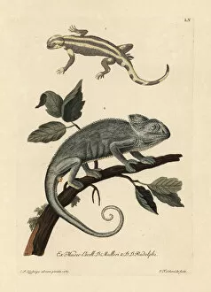 Amphibian Collection: Salamander species and Indian chameleon