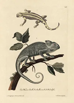 Salamander species and Indian chameleon, Chamaeleo zeylanicus. (Le salmandre, Salamandra, un cameleon de Bengale.) Handcoloured copperplate engraving by after an illustration by from Georg Wolfgang Knorr's Deliciae Naturae Selectae of Kabinet van Zeldzaamheden der Natuur, Blusse and Son, Nuremberg, 1771. Specimens from Wunderkammer or Cabinet of Curiosities owned by P.L. Muller and D. Rudolph. Date: Salamander species and Indian chameleon