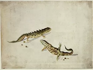 Lissamphibia Gallery: Salamanders