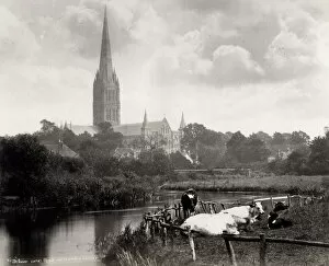 Tourist Collection: Salisbury Cathedral, across river, cows in the foreground