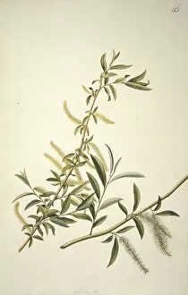 Georg Dionysius Ehret Collection: Salix alba L. willow