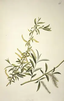 Ehret Prints: Salix alba L. willow