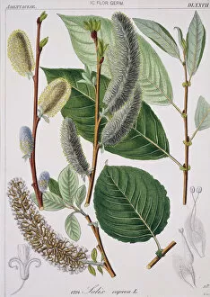 Artiodactyl Collection: Salix caprea, goat willow tree