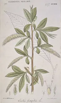 Salicaceae Prints: Salix fragilis L. CCXVII, crack willow