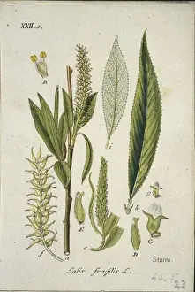 Salicaceae Prints: Salix fragilis L. XXII 2, crack willow