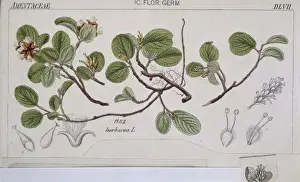 Salix herbacea L. DLVII, dwarf willow