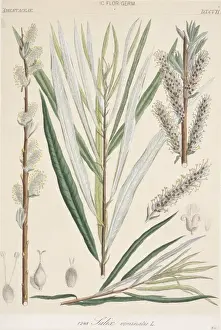 Fabidae Prints: Salix viminalis, osier willow