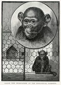 Sally, chimpanzee at Zoological Gardens arriving at in October 1883 as a small infant
