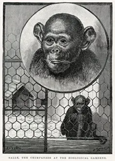 Sally Prints: Sally, chimpanzee at Zoological Gardens arriving at in October 1883 as a small infant