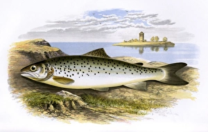 Leven Gallery: Salmo coecifer, or Loch Leven Trout