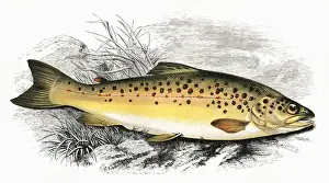 Salmo fario, or Common Trout