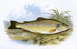 Species Prints: Salmo fario, or Common Trout