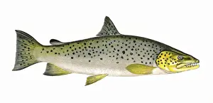 Salmo ferox, or Ferox Trout