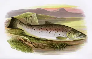 Species Prints: Salmo ferox, or Ferox Trout