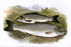 Fins Prints: Salmo nigripinnis, or Black-Finned Trout