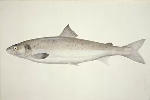 Macgillivray Collection: Salmo salar, Atlantic salmon