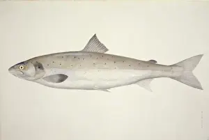 Salmoniform Prints: Salmo salar, Atlantic salmon