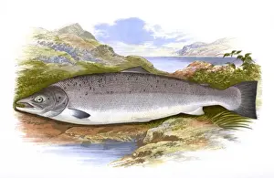 Spots Prints: Salmo salar, or Atlantic Salmon (male)