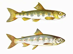 Palmer Prints: Salmo salar, or Parr and Samlet