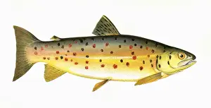 Salmo stomachicus, or Gillaroo