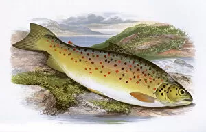 Fishes Collection: Salmo stomachicus, or Gillaroo