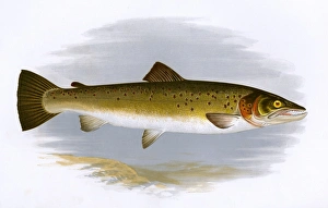 Salmo trutta, or Brown Trout