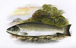 Salmo trutta, or Brown Trout