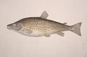 Salmo trutta, brown trout