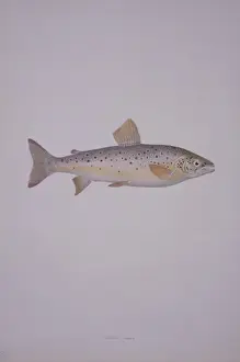 Salmo trutta, brown trout