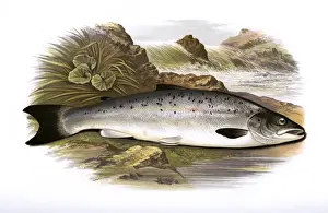 Salmo trutta, or Salmon Trout