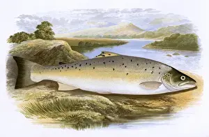 Salmo trutta, or Salmon Trout
